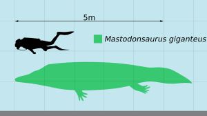 인간과의 크기 비교