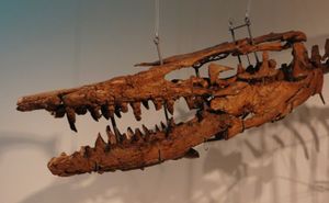 T. bernardi의 두개골과 관골