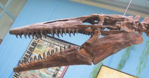 가장자리 치아와 익상골 치아를 모두 보여주는 장착된 T. proriger 두개골 (KUVP 5033의 복제품)