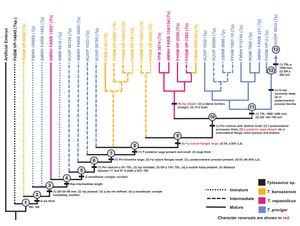 페라모르포시스를 통해 T. nepaeolicus가 T. proriger로 진화하는 것을 보여주는 온토그램