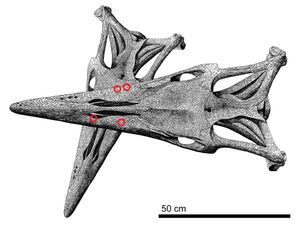 공격 재구성 시나리오 (FHSM VP-2295); 붉은 원은 두개골 지붕에 남은 물린 자국을 나타낸다.