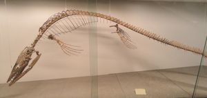  T. micromus로 여겨지는 표본