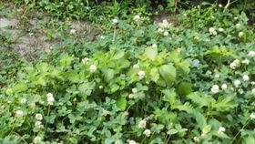 차조기의 번식력. 토끼풀 속에서도 번식한다