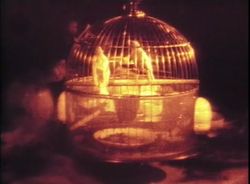 새장 속의 카나리아