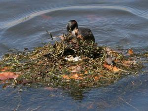 논병아리를 포함한 일부 물새는 떠다니는 플랫폼 둥지를 짓는다.