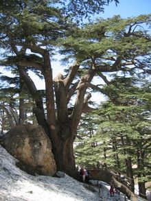 레바논 삼나무(Cedrus libani).