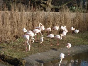 홍학 (Phoenicopterus roseus) 브리스틀 동물원의 홍학