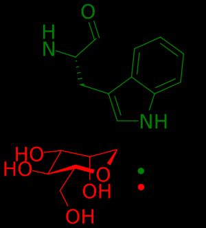 만노스 분자가 서열의 첫 번째 트립토판의 C2에 부착됨