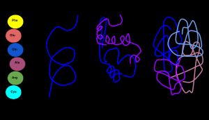 기능성 단백질의 4가지 구조 수준