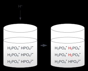 인산염 완충계가 용액의 산성화를 거스르는 이치를 나타낸 그림. 약산 H2PO4-의 짝염기 HPO42-가 H+와 결합하여 중화하므로 H+ 농도 변화가 완화된다.