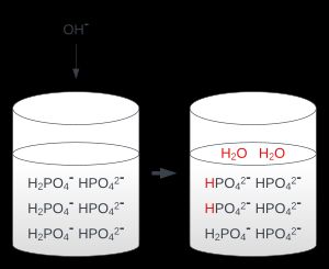 인산염 완충계가 용액의 알칼리화를 거스르는 이치를 나타낸 그림. 첨가된 OH-가 H+와 반응하여 물을 만들면 약산 H2PO4-가 해리하여 줄어든 H+를 보충한다.