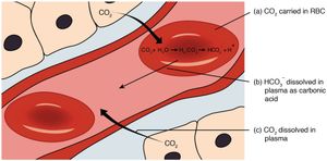 조직에서 생산한 이산화탄소는 적혈구 안으로 확산해 들어간 다음 탄산무수화효소의 촉매 작용으로 H2CO3를 만든다. H2CO3가 해리하여 만들어진 HCO3-는 확산하여 도로 빠져나가고, H+는 헤모글로빈에 의해 완충된다. 허파에서는 모든 과정의 역반응이 일어나, 알짜로는 조직에서 허파로 이산화탄소가 운반되는 셈이다.