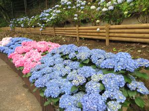 수국이 색색이 피어 있다. 산성 토양에서는 푸른색 수국이, 중성·염기성 토양에서는 붉은색 수국이 핀다.