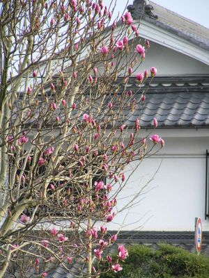 2a. 식재된 자목련