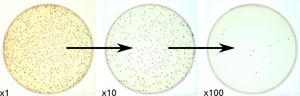 알 수 없는 농도의 세균 용액은 세균의 수를 셀 수 있는 평판을 얻기 위해 종종 연속 희석된다. 이 그림에서 "x10" 평판은 계수에 적합하다.