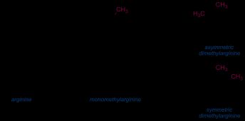 1형 및 2형 PRMT에 의한 아르기닌 메틸화