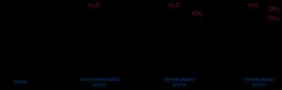 PKMT에 의한 라이신 메틸화 및 PKDM에 의한 탈메틸화