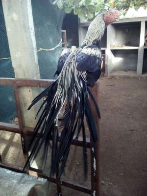 장미 꼬리 품종의 아실 닭