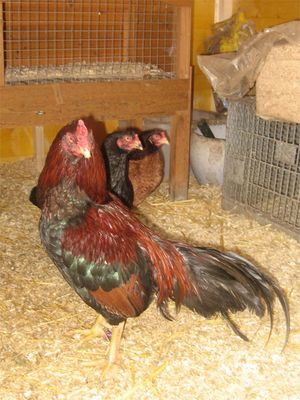 레자 수탉과 암탉