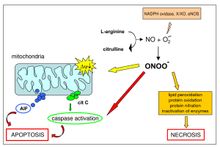미토콘드리아 막 사이 공간으로부터 방출되는 세포자멸사 성분