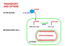 유리지방산이 혈장 알부민에 부착되어 혈액으로 수송되고, 단백질 수송체를 사용하여 세포막을 통해 확산되며, ATP를 사용하여 아실-CoA를 형성하는 과정(세포질 내). 사람 혈장 내 대부분의 지방산은 16개 또는 18개 탄소 원자 길이이다.
