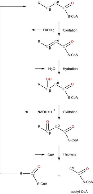 베타 산화의 일반적인 메커니즘