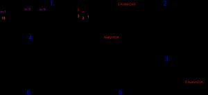 리놀레산 (불포화 지방산)의 완전한 β-산화.