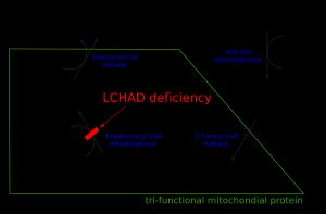 미토콘드리아 지방산 베타 산화와 LCHAD 결핍증의 영향을 보여주는 개략도
