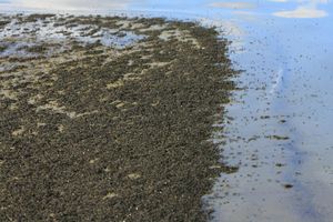 모노 호수의 많은 알칼리 파리들