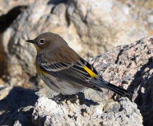 사우스 투파 지역의 석회암 덩어리에 있는 암컷 오듀본숲새.