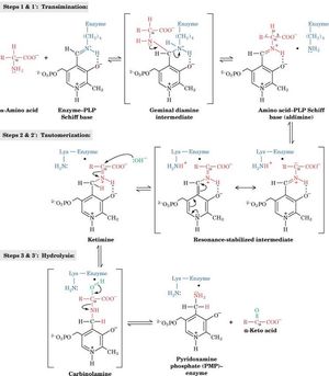 PLP 의존성 효소 촉매 아미노기 전이 반응의 핑퐁 바이 바이 메커니즘.