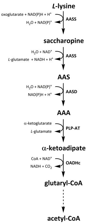 사카로핀 라이신 분해 경로. 사카로핀 경로는 라이신의 분해에서 가장 두드러진 경로이다.