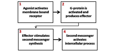 2차 전달자 메커니즘의 일반적인 개략도