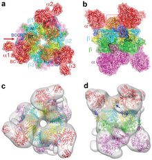 프로피오닐-CoA 카복실화효소의 구조