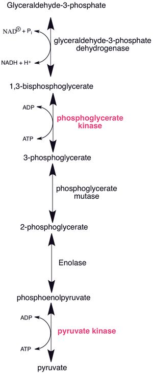 탄수화물을 당 단분자로 분해하는 첫 단계인 해당 과정에서는 인산화가 두 번 일어난다