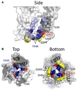 P2RX2 수용체의 열린 채널 상태에 대한 상동성 모델링