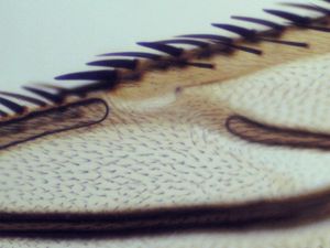 250배율의 집파리 날개