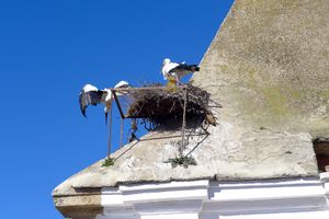 지붕 위의 황새 둥지는 카세레스 구시가지에서 흔히 볼 수 있는 광경이다.