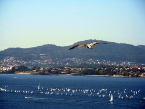 비고 리아에서 열린 레가타