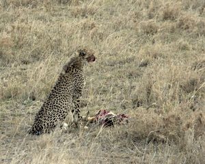 톰슨가젤을 사냥한 치타