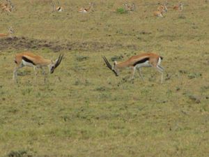 암컷을 두고 경쟁하는 수컷 두 마리