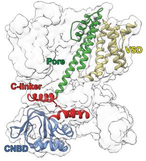 원핵 생물의 고리형 뉴클레오타이드 개폐 이온 통로의 극저온 전자 현미경 구조
