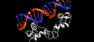 사람의 에스트로젠 수용체를 나타내는 이미지. DNA는 오렌지와 파란색, 에스트로젠 수용체는 흰색, 아연 원자는 녹색으로 표현됨.