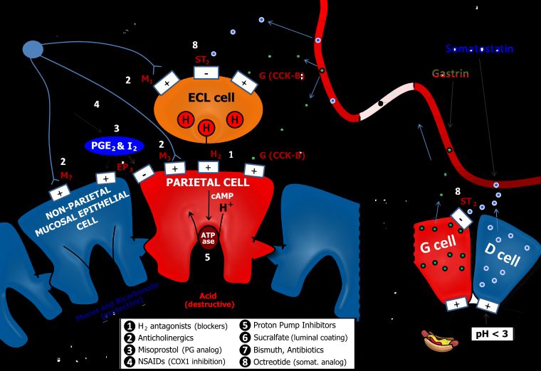 위산 분비의 주요 결정 요인을 기술한 그림.