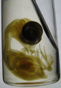 병아리 배아는 메틸렌 블루로 골격을 염색한 후, 두세 번의 에탄올 세척을 거쳐 주변 조직을 투명하게 만들기 위해 살리실산 메틸로 처리한 것이다.