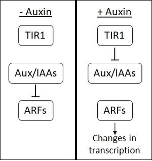 옥신 신호 전달 연쇄 반응: 옥신이 없을 때, Aux/IAA는 ARF에 결합하여 ARF의 전사 활성을 억제한다. 옥신이 존재하면 TIR1과 Aux/IAA 사이에 '분자 접착제'를 형성하여 이 억제제의 분해를 유도한다. 그러면 ARF는 DNA에 자유롭게 결합하여 전사의 변화를 일으킨다.