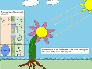 옥신은 식물의 그늘진 쪽을 따라 확산되어 세포벽의 셀룰로오스를 파괴하여 팽압(수압)이 세포를 확장하도록 한다.