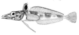 Chaenodraco wilsoni