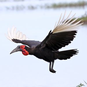 보츠와나의 남부땅코뿔새