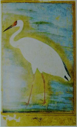 무굴 제국 시대의 우스타드 만수르가 그린 시베리아흰두루미 그림(1625년경)
